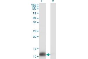 Western Blot analysis of TXN expression in transfected 293T cell line by TXN monoclonal antibody (M01), clone 2A7.