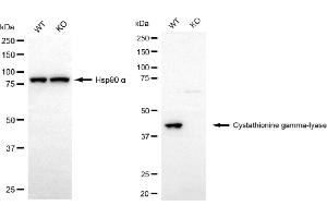 anti-Cystathionase (Cystathionine gamma-Lyase) (CTH) antibody