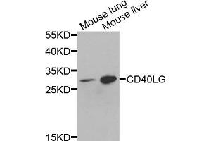 Western blot analysis of extracts of various cells, using CD40LG antibody.