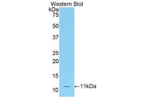Western Blotting (WB) image for anti-Chemokine (C-C Motif) Ligand 12 (Ccl12) (AA 28-104) antibody (ABIN1859790) (Ccl12 antibody  (AA 28-104))
