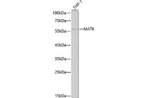 Western blot analysis of extracts of THP-1 cells, using MATK antibody  at 1:1000 dilution. (MATK antibody  (AA 352-466))