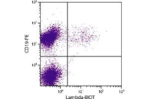 BALB/c mouse splenocytes were stained with Rat Anti-Mouse Lambda-BIOT. (Rat anti-Mouse lambda Antibody (Biotin))