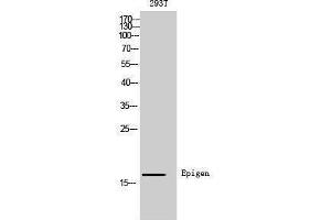 Western Blotting (WB) image for anti-Epithelial Mitogen (EPGN) (Internal Region) antibody (ABIN3181493) (Epigen antibody  (Internal Region))