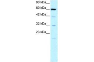 Western Blotting (WB) image for anti-Solute Carrier Family 30 (Zinc Transporter), Member 9 (SLC30A9) antibody (ABIN2460233)
