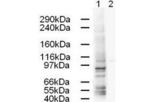 Western blot using  Affinity Purified anti-AP1G1 antibody shows strong detection of a 91-kDa band corresponding to Human AP1G1 in a HeLa whole cell lysate (lane 1). (gamma 1 Adaptin antibody  (AA 646-659))