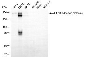 Western blotting analysis using L1 cell adhesion molecule antibody (ABIN7799217).