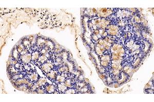 Detection of MUC2 in Mouse Colon Tissue using Polyclonal Antibody to Mucin 2 (MUC2) (MUC2 antibody  (AA 27-110))