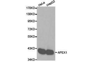 Western Blotting (WB) image for anti-Apurinic/Apyrimidinic Endonuclease 1 (APEX1) antibody (ABIN1871019) (APEX1 antibody)