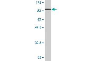 Western Blot detection against Immunogen (89. (IGF2BP3 antibody  (AA 1-579))