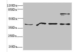 Western blot All lanes: RAE1 antibody at 4. (RAE1 antibody  (AA 1-368))