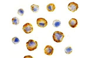 Immunohistochemistry (IHC) image for anti-BCL2-Associated Athanogene 4 (BAG4) (N-Term) antibody (ABIN1031581) (BAG4 antibody  (N-Term))