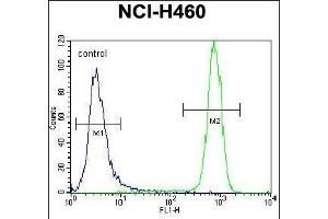 KIT Antibody (N-term ) (ABIN392010 and ABIN2837978) flow cytometric analysis of NCI- cells (right histogram) compared to a negative control cell (left histogram).