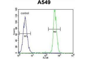 Flow cytometric analysis of A549 cells using HN1 / ARM2 Antibody (Center) Cat. (HN1 antibody  (Middle Region))