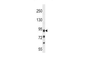 KI Antibody (C-term) (ABIN657603 and ABIN2846601) western blot analysis in 293 cell line lysates (35 μg/lane). (KIAA1274 antibody  (C-Term))