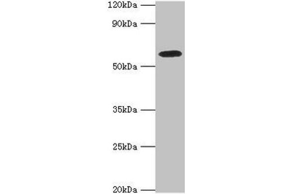 STXBP4 抗体  (AA 344-553)