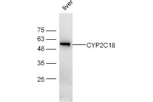 CYP2C18 抗体  (AA 401-490)