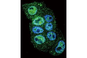 Confocal immunofluorescent analysis of INHBA Antibody (N-term) (ABIN655078 and ABIN2844710) with HepG2 cell followed by Alexa Fluor 488-conjugated goat anti-rabbit lgG (green). (INHBA antibody  (N-Term))