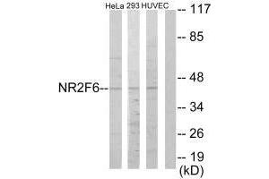 Western blot analysis of extracts from HeLa cells, 293 cells and HUVEC cells, using NR2F6 antibody. (NR2F6 antibody  (N-Term))