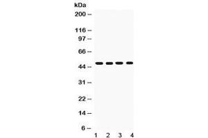 Western blot testing of CD95 antibody and Lane 1:  recombinant mouse protein 10ng;  2: 5ng;  3: 2. (FAS antibody  (N-Term))