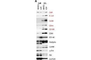 Western Blotting (WB) image for anti-CD81 (CD81) antibody (ABIN2855163)