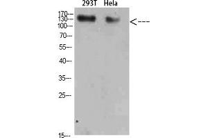 anti-Collagen, Type I (COL1) (AA 1200-1217) antibody