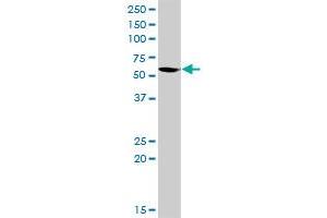 GATA2 MaxPab rabbit polyclonal antibody. (GATA2 antibody  (AA 1-480))