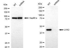 Western blotting analysis using LHX2 antibody (ABIN7799267).