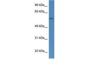 Image no. 1 for anti-Cytochrome P450, Family 51, Subfamily A, Polypeptide 1 (CYP51A1) (AA 112-161) antibody (ABIN6746769) (CYP51A1 antibody  (AA 112-161))
