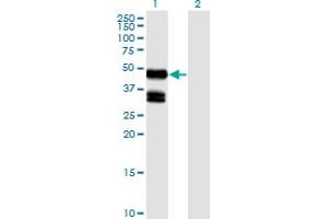 Western Blot analysis of GDF8 expression in transfected 293T cell line by GDF8 monoclonal antibody (M06), clone 2D8. (MSTN antibody  (AA 243-310))