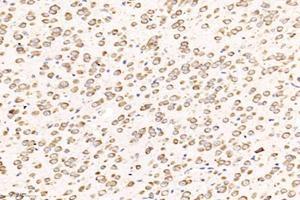 Immunohistochemistry analysis of paraffin-embedded mouse spleen using,GPR83 (ABIN7074000) at dilution of 1: 800 (GPR83 antibody)