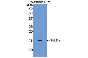 Western Blotting (WB) image for anti-Surfactant Protein D (SFTPD) (AA 45-221) antibody (ABIN1174137) (SFTPD antibody  (AA 45-221))