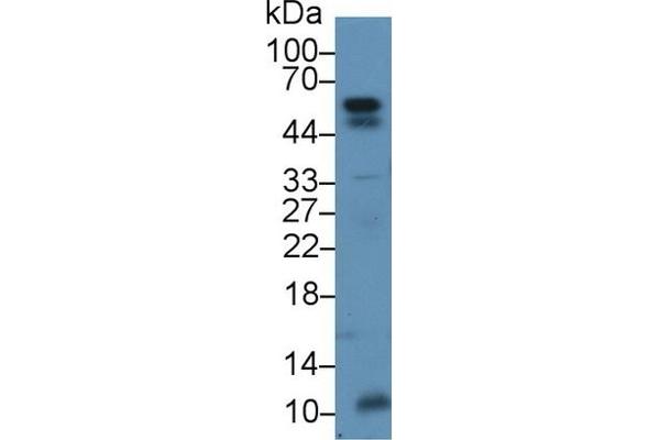 ANGPTL2 anticorps  (AA 267-493)