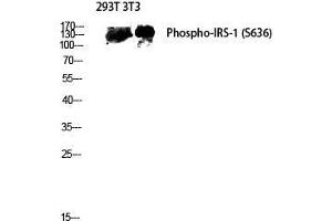 Western Blot (WB) analysis of 293T 3T3 lysis using Phospho-IRS-1 (S636) antibody. (IRS1 antibody  (pSer636))