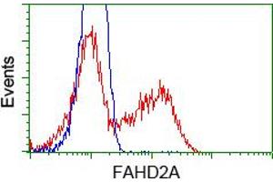 Image no. 7 for anti-Fumarylacetoacetate Hydrolase Domain Containing 2A (FAHD2A) antibody (ABIN1498182) (FAHD2A antibody)