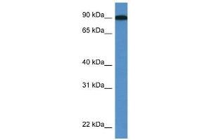 Western Blot showing Loxl2 antibody used at a concentration of 1. (LOXL2 antibody  (C-Term))