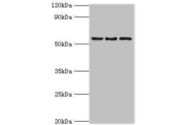 ARFGAP3 antibody  (AA 217-516)