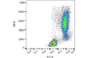 Intracellular staining of lysozyme in human peripheral blood with anti-lysozyme (LZ598-10G9) FITC. (LYZ antibody  (FITC))