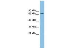 Image no. 1 for anti-SUMO1/sentrin/SMT3 Specific Peptidase 2 (SENP2) (AA 503-552) antibody (ABIN6745160) (SENP2 antibody  (AA 503-552))