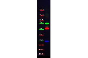 Western Blot of Goat-anti-Alpha-1-Anti-Trypsin Antibody. (SERPINA1 antibody  (HRP))