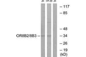 Western blot analysis of extracts from Jurkat/HT-29 cells, using OR8B2/8B3 Antibody. (OR8B2/B3 (AA 199-248) antibody)