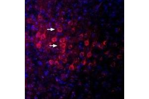 Expression of  in mouse parietal cortexImmunohistochemical staining of perfusion-fixed frozen mouse brain sections using Anti- Antibody (ABIN7043104, ABIN7045148 and ABIN7045149), (1:400), followed by anti-rabbit-Cy3 antibody (red). (Discs, Large Homolog 4 (Drosophila) (DLG4) Peptide)