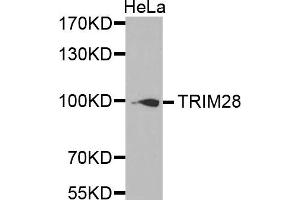 Western Blotting (WB) image for anti-Tripartite Motif Containing 28 (TRIM28) antibody (ABIN1875205) (KAP1 antibody)