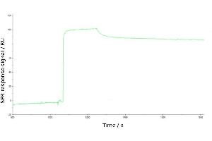 Surface plasmon resonance (SPR) sensorgram anti-TIM-1 3B3 binding to TIM-1 Fc-fusion protein. (Recombinant HAVCR1 antibody)