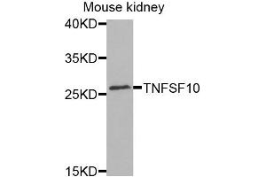 Western blot analysis of extracts of mouse kidney cells, using TNFSF10 antibody. (TRAIL antibody)