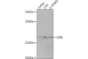 Western blot analysis of extracts of various cell lines, using LY86 Rabbit pAb (ABIN7268316) at 1:1000 dilution. (LY86 antibody  (AA 50-150))