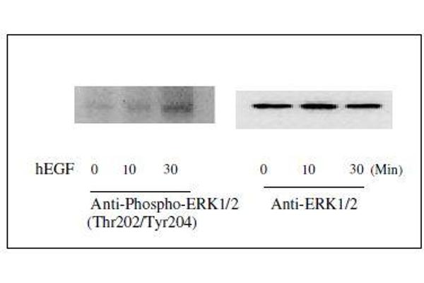 ERK1/2 ELISA Kit