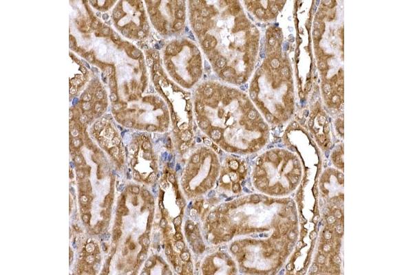 DYNC1LI2 antibody