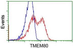 HEK293T cells transfected with either RC202288 overexpress plasmid (Red) or empty vector control plasmid (Blue) were immunostained by anti-TMEM80 antibody (ABIN2453728), and then analyzed by flow cytometry. (TMEM80 antibody)