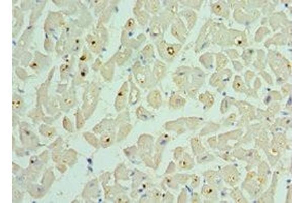 BCL2L13 antibody  (AA 1-300)