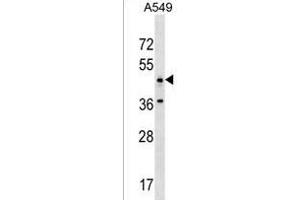 ANKRD61 Antibody (C-term) (ABIN1537208 and ABIN2850199) western blot analysis in A549 cell line lysates (35 μg/lane). (ANKRD61 antibody  (C-Term))
